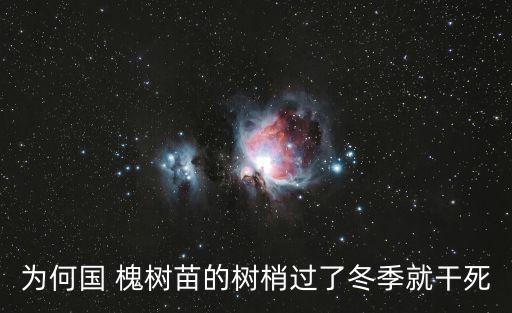 國槐樹苗,北京市郊樹種國槐入選年度最佳苗木
