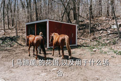 [ 馬蹄蓮,的花語,以及用于什么場合
