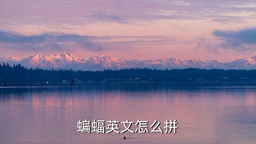 蝙蝠英文怎么拼