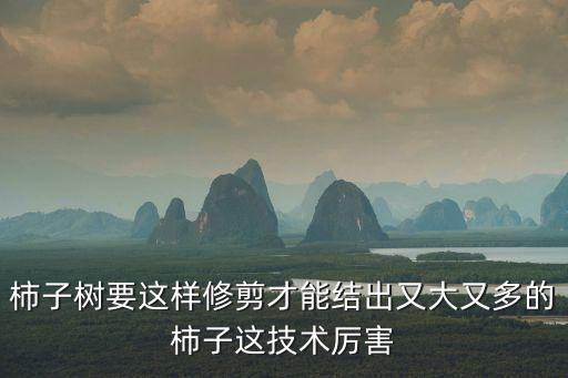 柿子樹(shù)怎么修剪，柿子樹(shù)要這樣修剪才能結(jié)出又大又多的柿子這技術(shù)厲害