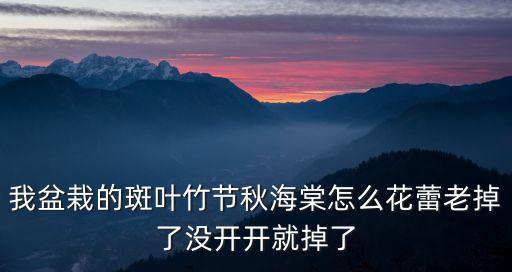 斑葉竹節秋海棠，我盆栽的斑葉竹節秋海棠怎么花蕾老掉了沒開開就掉了