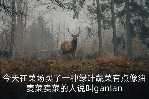 今天在菜場買了一種綠葉蔬菜有點像油麥菜賣菜的人說叫ganlan
