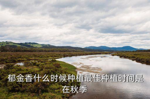 郁金香什么時候種,關于郁金香的種植時間和數量