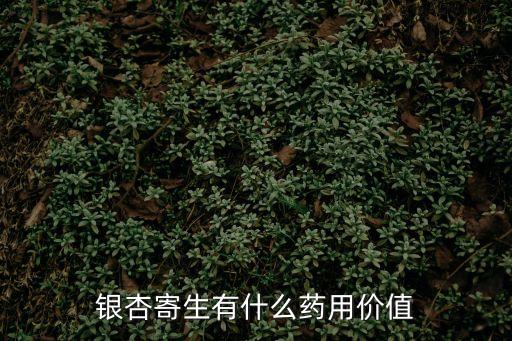 銀杏寄生有什么藥用價(jià)值