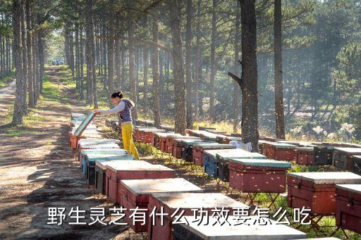 野生靈芝，野生靈芝有什么功效要怎么吃