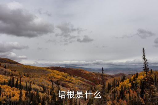 培根是誰,吃貨必須知道培根是什么?
