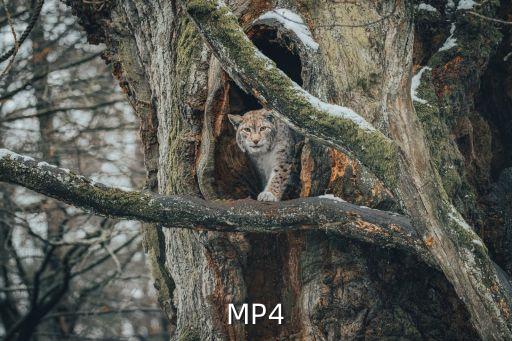 MP4