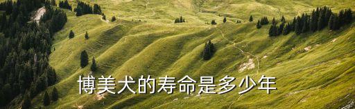 哈多利系博美犬,德國(guó)ha-1系博美犬原產(chǎn)德國(guó)很努力!