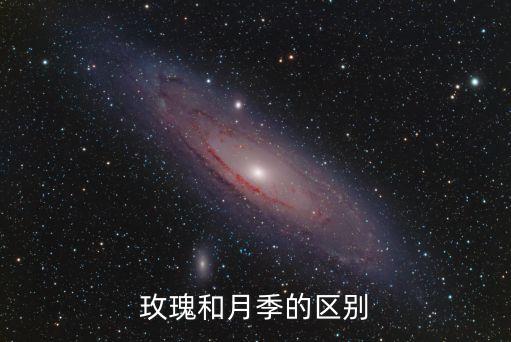 玫瑰和月季的區(qū)別