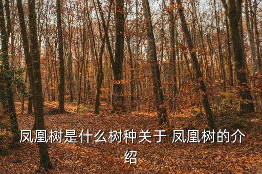  鳳凰樹是什么樹種關(guān)于 鳳凰樹的介紹
