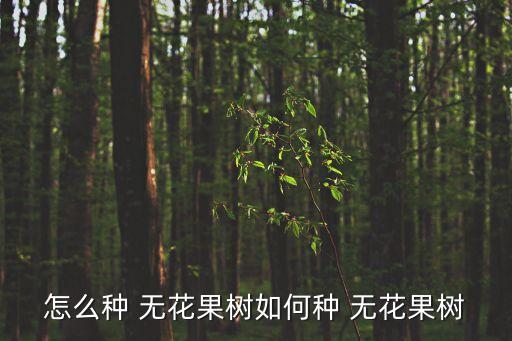 怎么種 無花果樹如何種 無花果樹