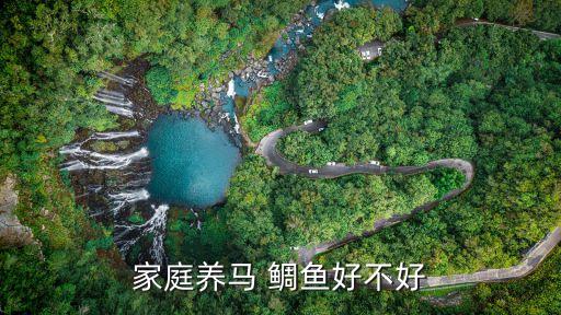 家庭養馬 鯛魚好不好