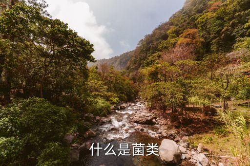 菌子種類,無(wú)毒菇菌蓋扁平菌面光滑下部無(wú)菌
