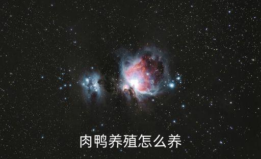 肉鴨網,三分治七分管欄內養殖如何養殖?