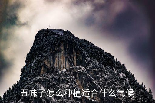 五味子怎么種植適合什么氣候