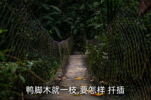 鴨腳木就一枝,要怎樣 扦插
