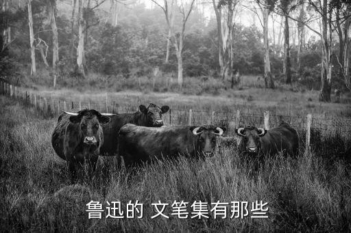 魯迅文筆,魯迅先生是用白話文寫小說(shuō)第一人