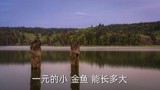 金魚能長(zhǎng)多大,金魚屬熱帶海洋生態(tài)系統(tǒng)最長(zhǎng)可達(dá)30厘米