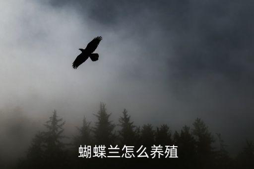 蝴蝶蘭怎么養家庭養法,春夏養護蝴蝶蘭花注意事項:不要著涼!