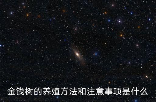 金錢樹的養殖方法和注意事項是什么