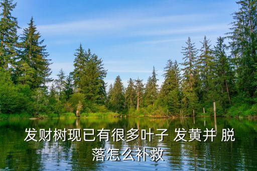 發(fā)財(cái)樹(shù)葉子發(fā)黃脫落怎樣挽救,財(cái)神樹(shù)的養(yǎng)分蓄勢(shì)待發(fā)