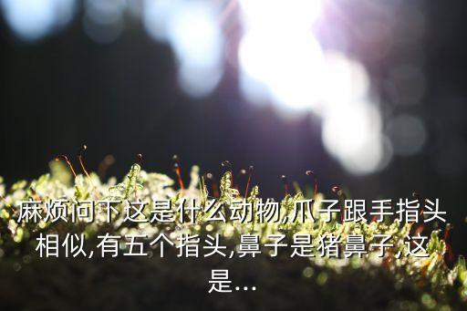 星鼻鼴,星鼻鼴通過(guò)觸角尋找獵物比其他鼴鼠快好幾倍
