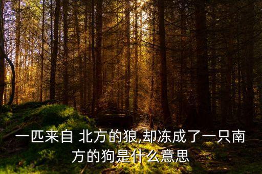 一匹來自 北方的狼,卻凍成了一只南方的狗是什么意思