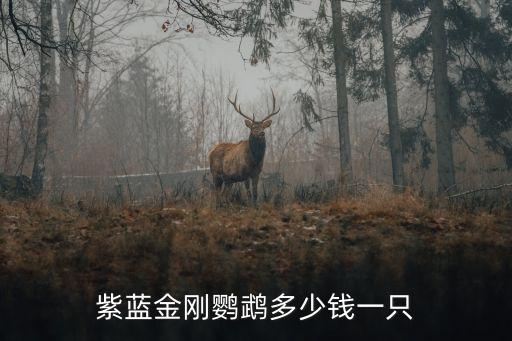 紫藍金剛鸚鵡多少錢一只