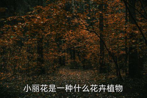 小麗花，小麗花是一種什么花卉植物