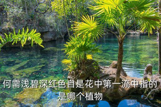 何須淺碧深紅色自是花中第一流，何需淺碧深紅色自是花中第一流中指的是哪個植物