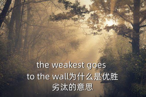 the weakest goes to the wall為什么是優(yōu)勝劣汰的意思