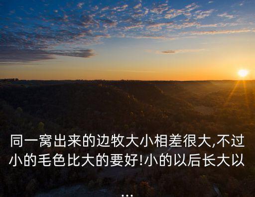 同一窩出來的邊牧大小相差很大,不過小的毛色比大的要好!小的以后長(zhǎng)大以...