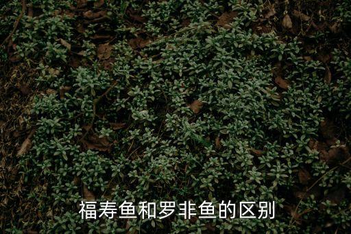福壽魚,福壽魚和羅非魚營養豐富一樣好吃!