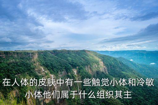 在人體的皮膚中有一些觸覺小體和冷敏小體他們屬于什么組織其主