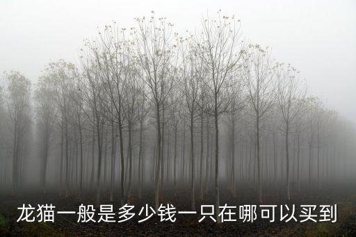 龍貓一般是多少錢一只在哪可以買到