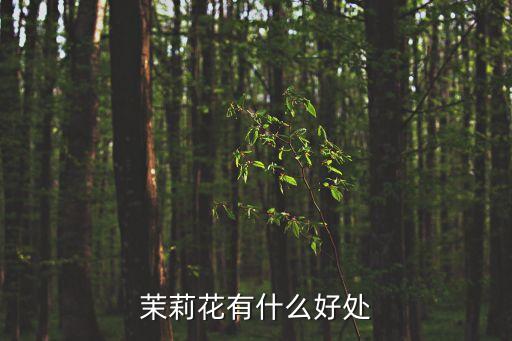 茉莉花的功效，茉莉花有什么好處