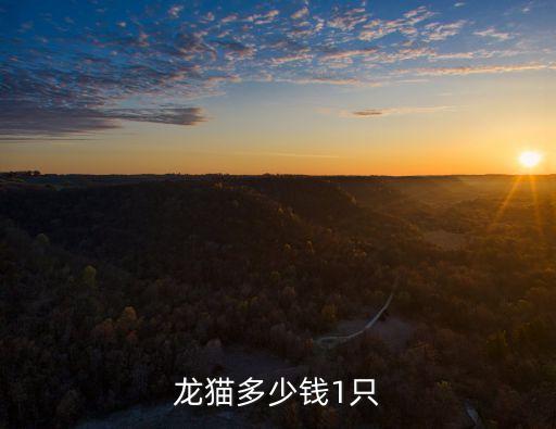龍貓多少錢1只