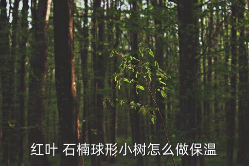 球花石楠,紅葉石楠球分布范圍及適應(yīng)性等不同