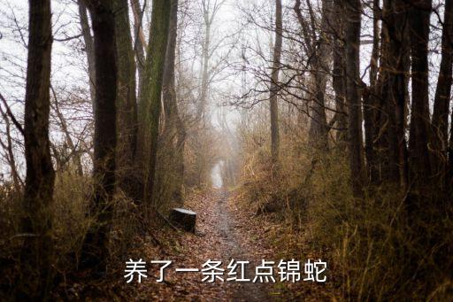 養(yǎng)了一條紅點(diǎn)錦蛇