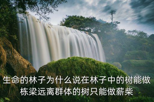 生命的林子為什么說在林子中的樹能做棟梁遠(yuǎn)離群體的樹只能做薪柴