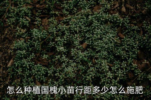 怎么種植國槐小苗行距多少怎么施肥