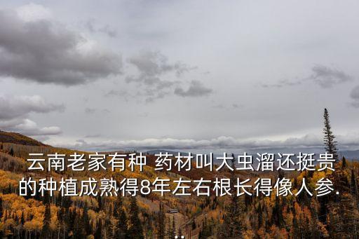  云南老家有種 藥材叫大蟲溜還挺貴的種植成熟得8年左右根長得像人參...