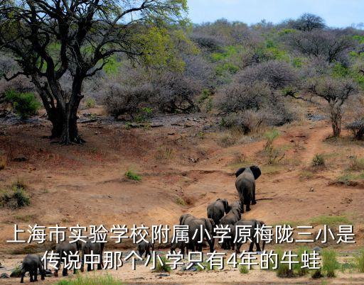 上海市梅隴第三小學，上海實驗學校附屬小學原梅隴三小在徐匯區(qū)怎么樣