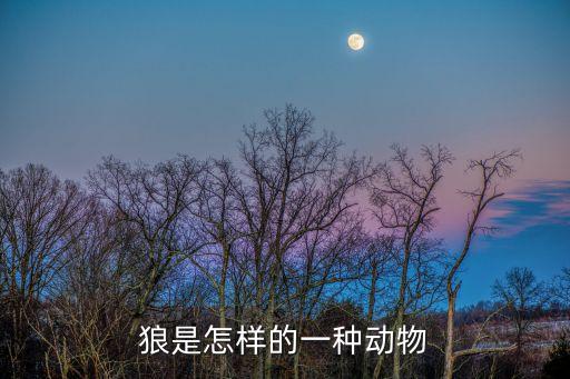 狼是怎樣的一種動物