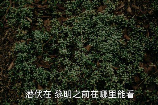  潛伏在 黎明之前在哪里能看