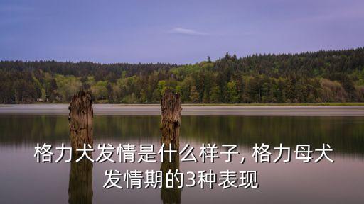  格力犬發(fā)情是什么樣子, 格力母犬發(fā)情期的3種表現(xiàn)