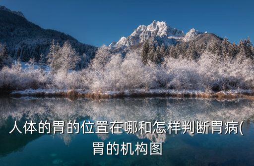 人體的胃的位置在哪和怎樣判斷胃病(胃的機構圖