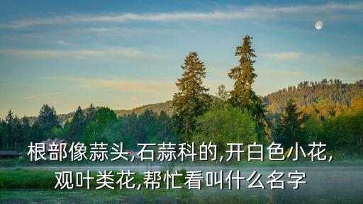 蟑螂花,石蒜是花名!地上的一個雷!
