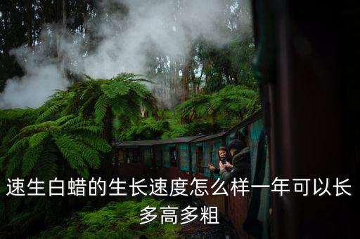 白蠟盆景，白蠟可以做盆景嗎