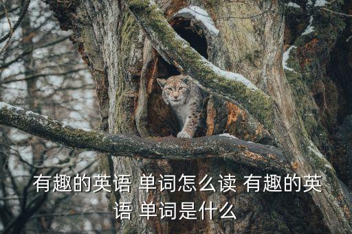  有趣的英語 單詞怎么讀 有趣的英語 單詞是什么